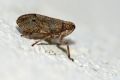 Issus coleoptratus